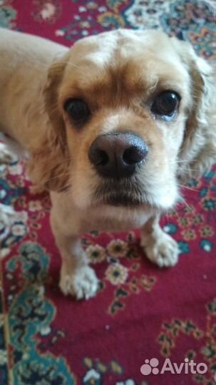 Вязка собаки