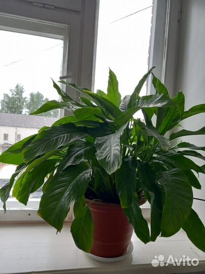 Спатифиллум крупный
