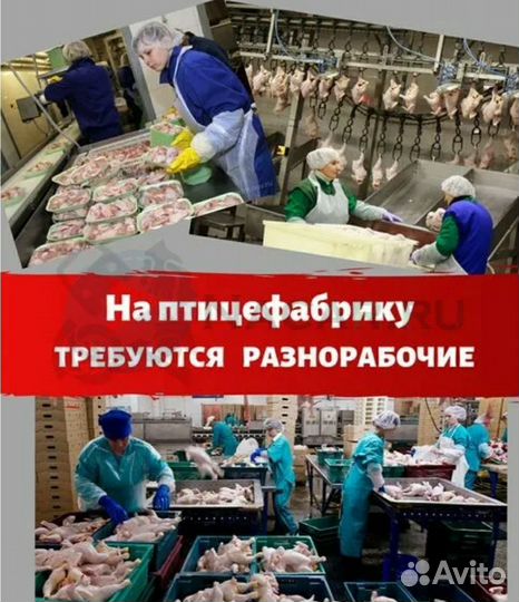 Разнорабочие / укладчики / Птицефабрикв