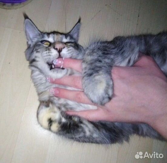 Кошки мейн-кун