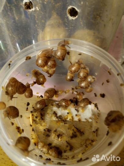 Улитята ахатины