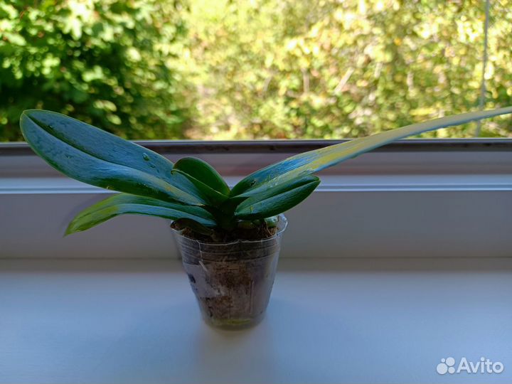 Орхидея фаленопсис биг лип