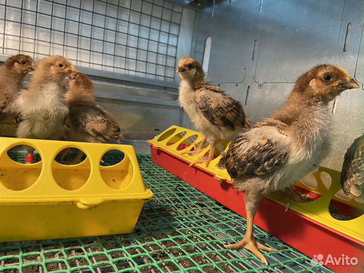 Цыплята суточные кучинские, брессгальские