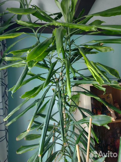 Пальма Драцена 2,5 м