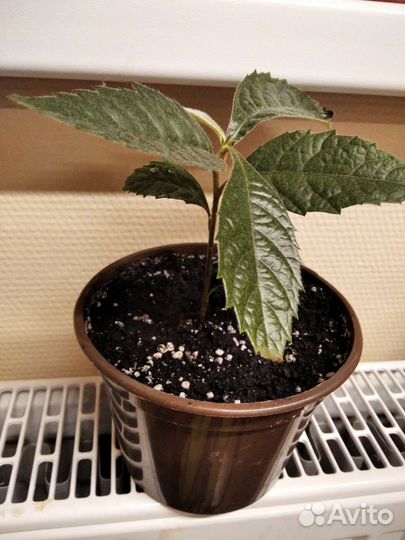 Мушмула японская