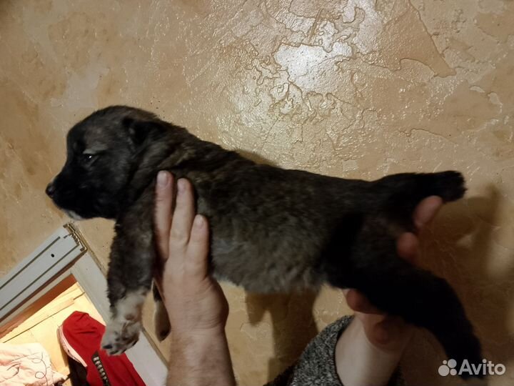 Среднеазиатская овчарка. Алабай