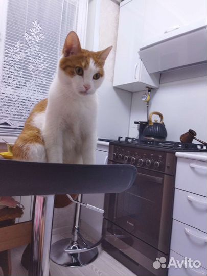 Японский бобтейл