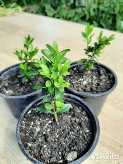 Саженцы самшита