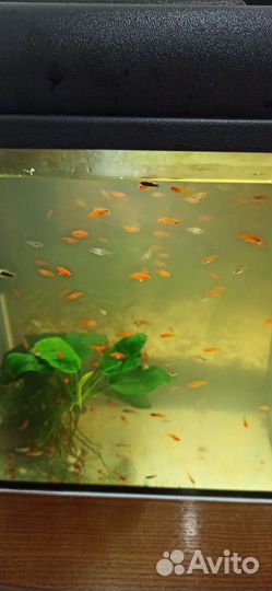 Мальки меченосца