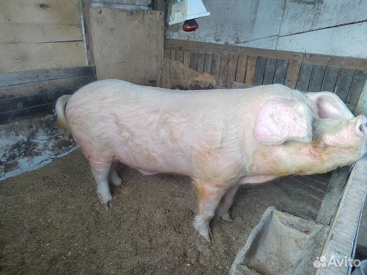 Хряк на племя