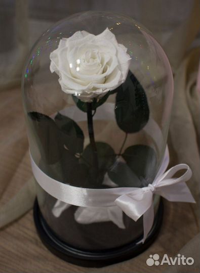 Роза в колбе