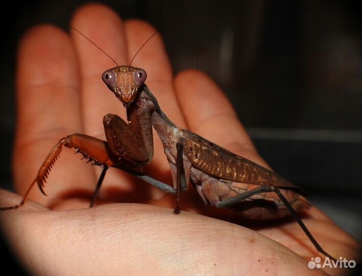 Африканский древесный богомол