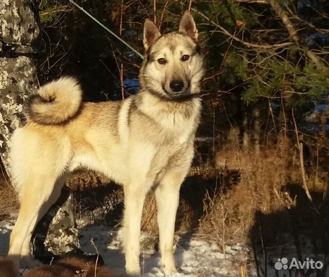 Рабочий кабель