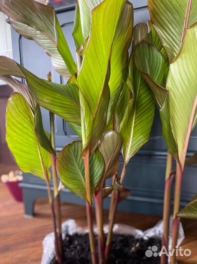 Цветы канны, клубни