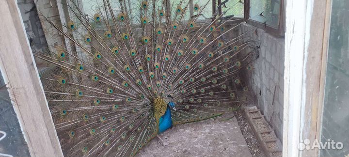 Павлины пара