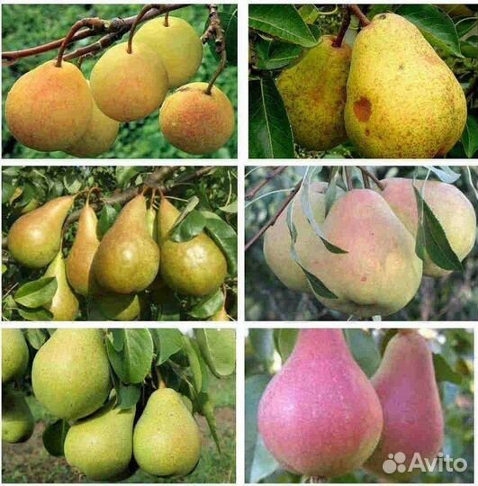 Саженцы груши для сибири