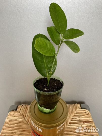 Лимон пордоносящий (комнатные растения, цветы)