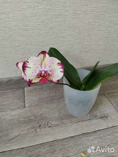 Орхидея miki crown