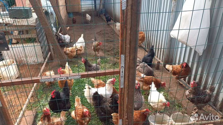 Курицы несушки