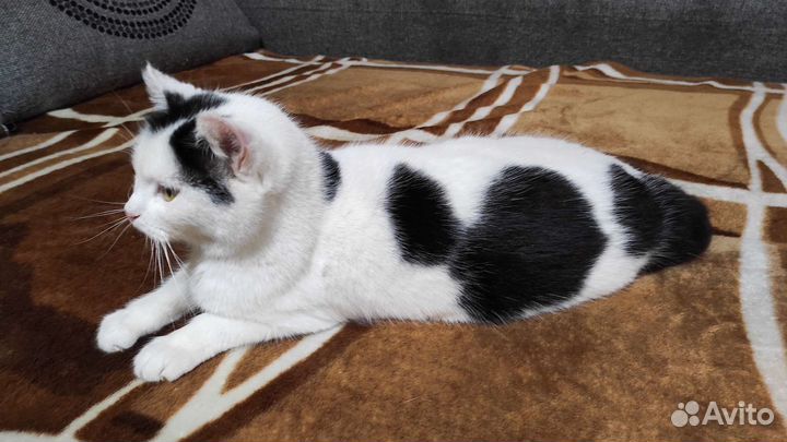 Кошка Пятнышко в добрые руки