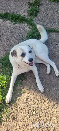 Собака в добрые руки