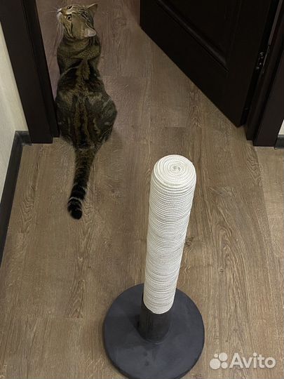 Когтеточка 