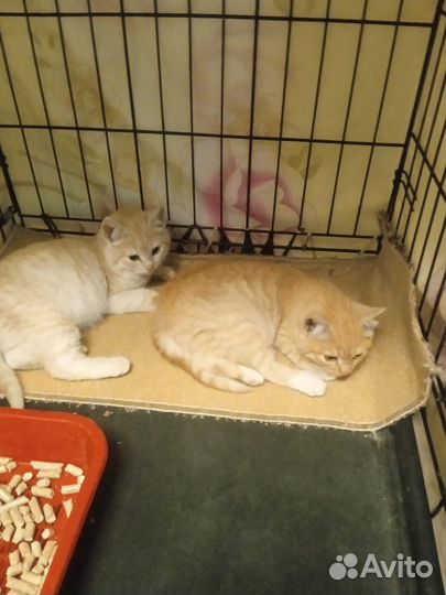 Спасенные котята