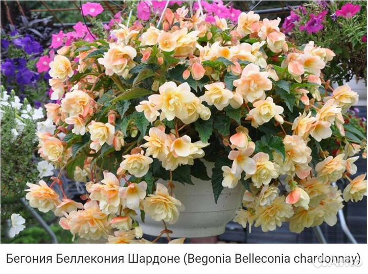 Ампельная бегония беллекония