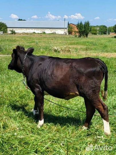 Быки и телки