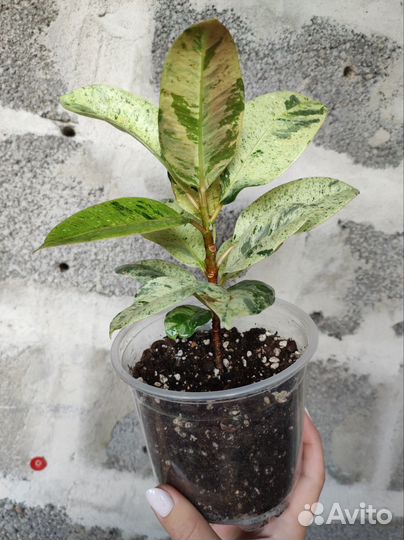 Фикус шривериана