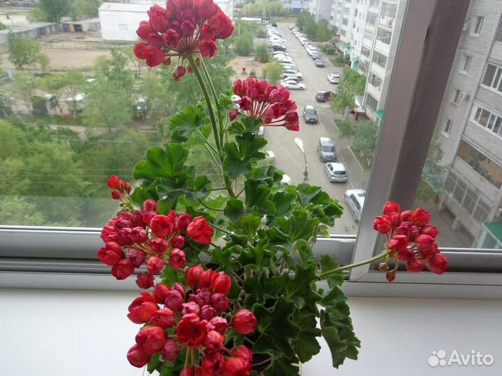 Герань сортовая тюльпановидная розебудная