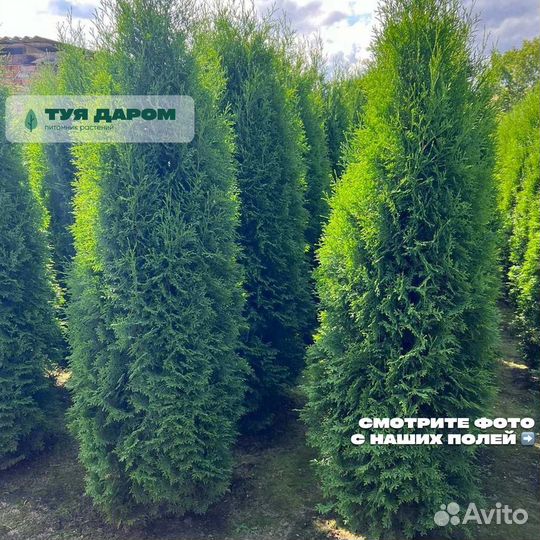 Туя смарагд 140 см