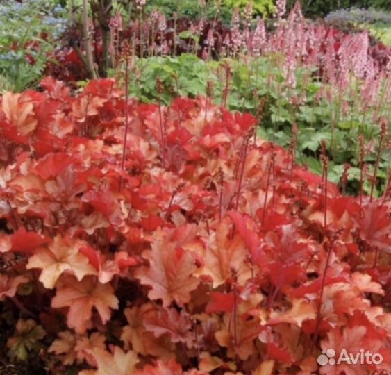 Гейхера, живучка