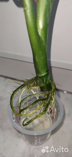 Диффенбахия индонезия