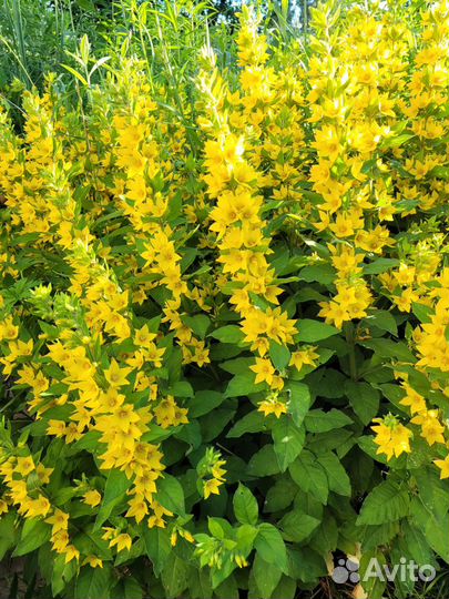 Вербена многолетняя