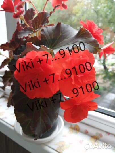 Бегония Solenia Red