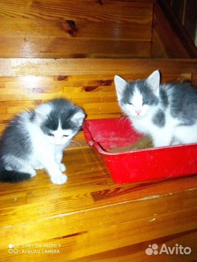 Отдам котят в добрые руки