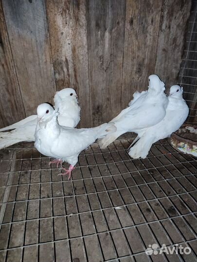 Декоративные голуби