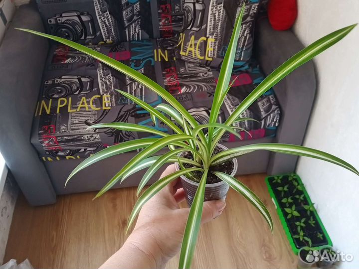 Хлорофитум И спатифиллум