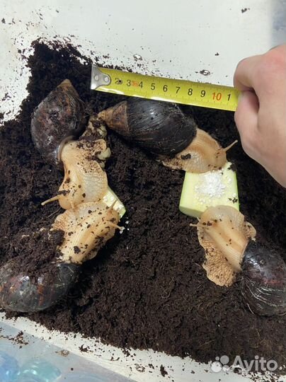 Улитка Ахатина