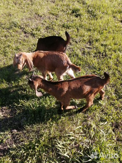 Продам коз, козлят нубийских