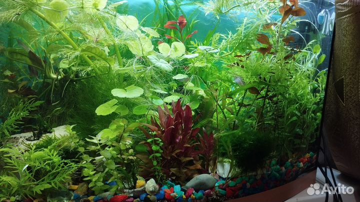 Водоросли для аквариума