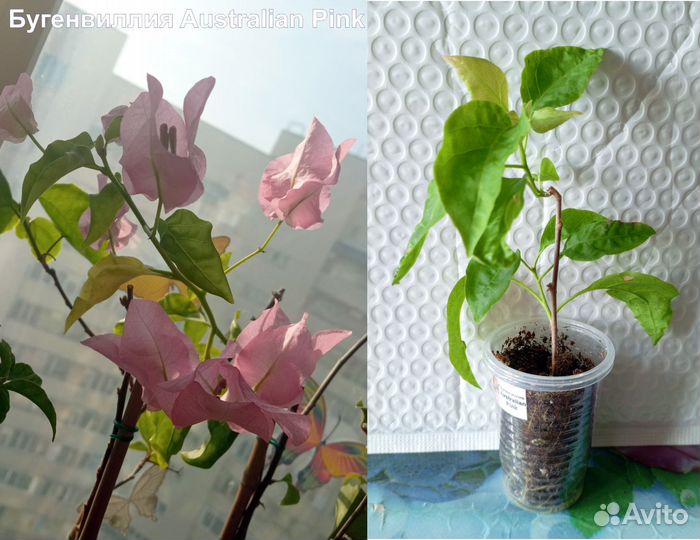Бугенвиллии из домашней коллекции