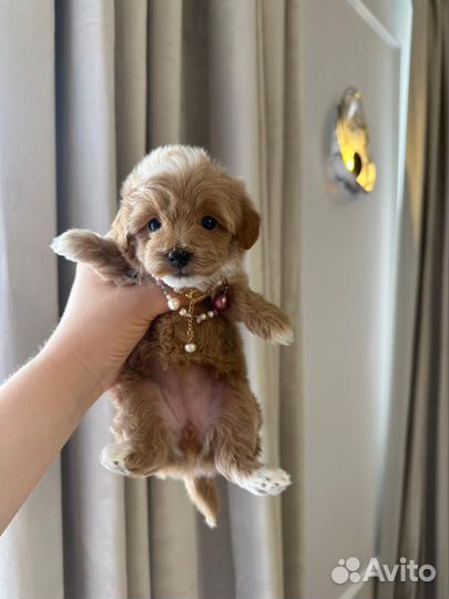 Мальтипу mini кофе с молоком