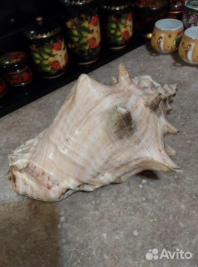 Ракушка из СССР