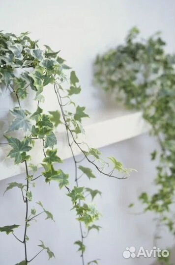 Плющ хедера вариегатный