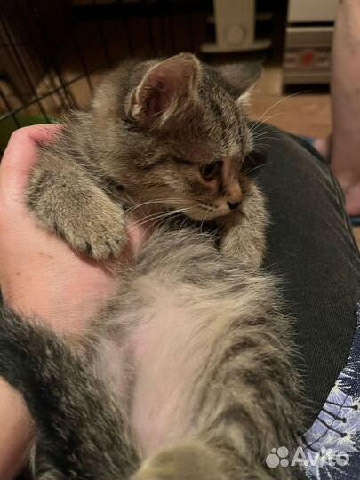 Котёнок Боцман ищет дом