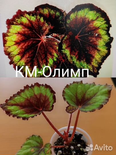 Бегонии км, часть 1