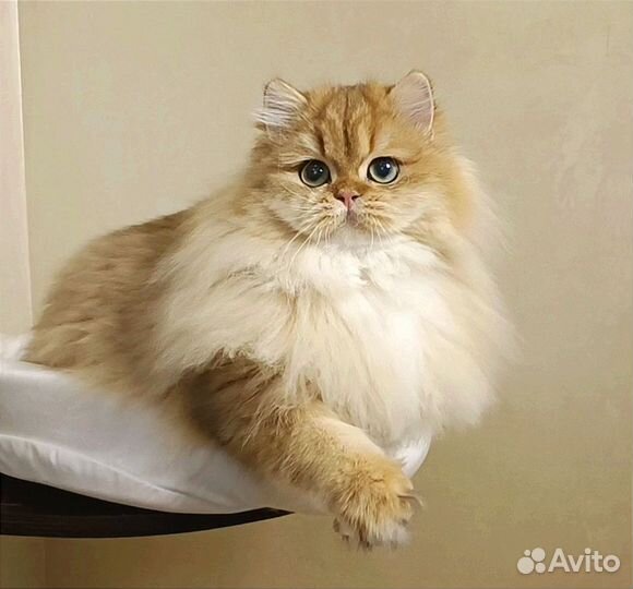 Золотая шиншилла