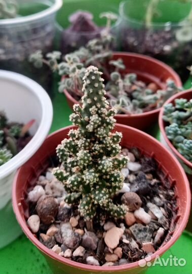 Суккуленты